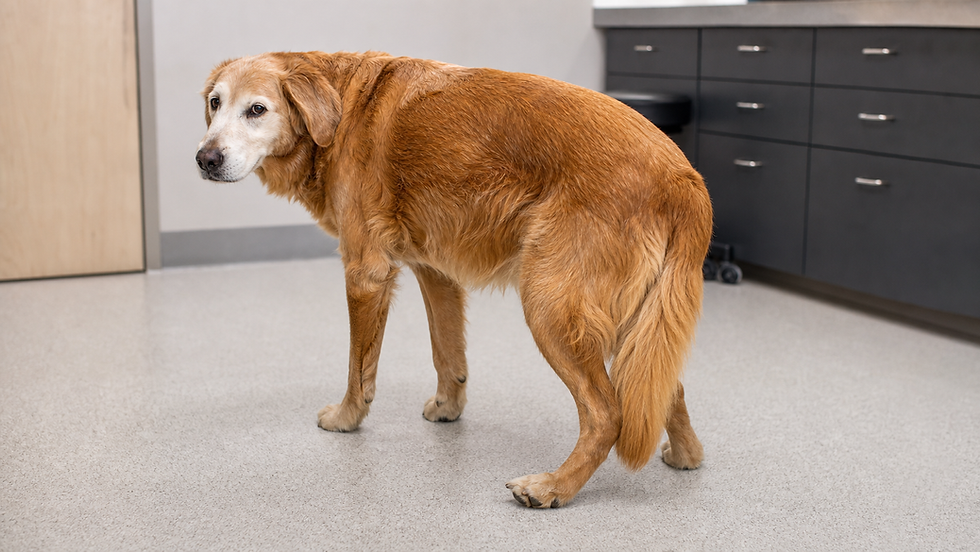 Cão idoso em clínica com base pélvica estreita e uma pata traseira posicionada de forma anormal, sinal compatível com déficit proprioceptivo