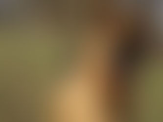 Meu cachorro lambeu os pontos da cirurgia: o que fazer agora?