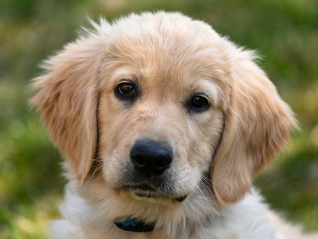 Golden Retriever: doenças ortopédicas comuns na raça