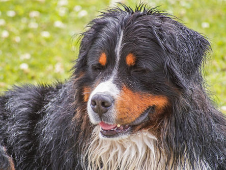 Does a limping dog always need surgery? Myth or truth?