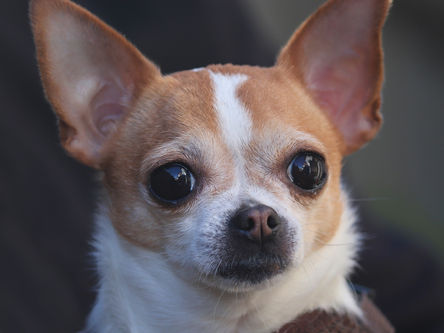 Como prevenir hérnia de disco em cães: dicas para tutores