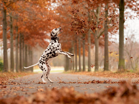 Células-tronco para cães com sequelas de cinomose
