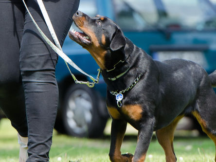 Linha de Morgan em cachorro: o que significa no raio-X?
