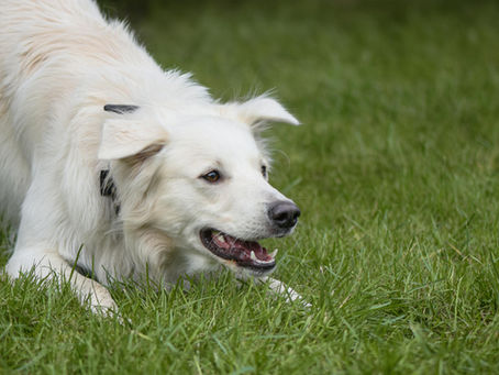 Seroma em cães após cirurgia: é normal?