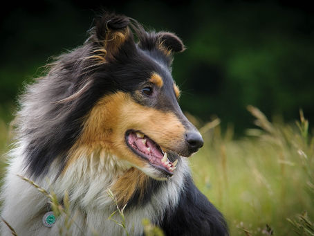 Lesão de nervo isquiático (ciático) em cães