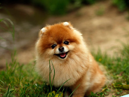 Displasia coxofemoral em cães de raça pequena