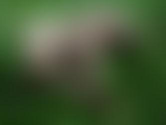 Como acelerar a consolidação óssea em cães: terapias adjuvantes