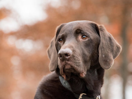 Labrador idoso com artrose: como melhorar a qualidade de vida