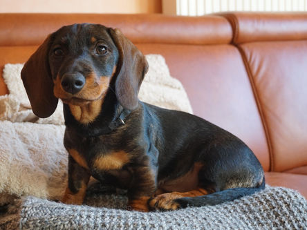 PEA (Palmitoiletanolamida) em cães