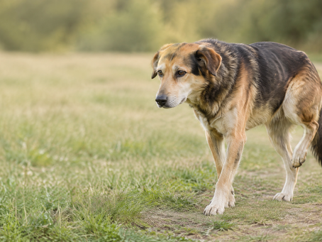 O teste de gaveta consegue identificar uma ruptura total ou parcial em cães?