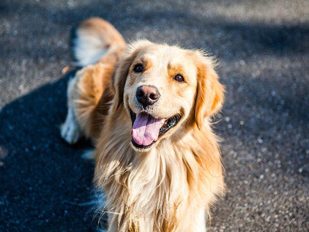 Displasia coxofemoral em cães da raça Golden Retriever