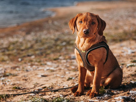 Extensão e flexão do membro em cães