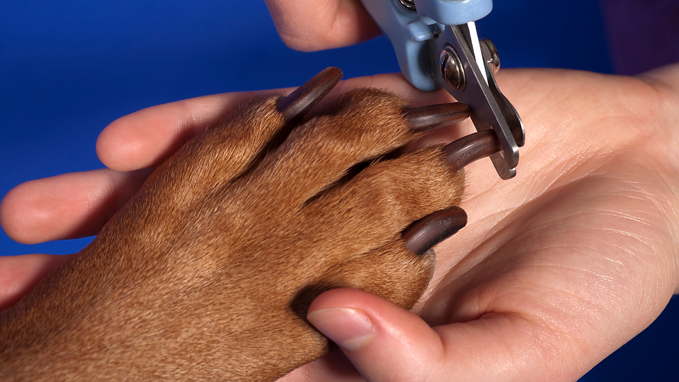 How to Cut Your Dog's Nails