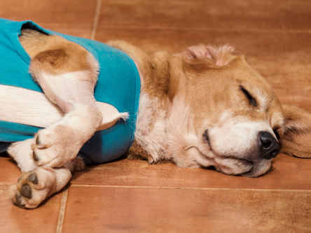 Roupa cirúrgica para cães: tudo o que você precisa saber
