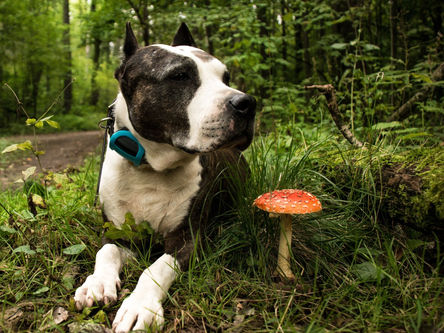 Técnicas cirúrgicas para cães com ruptura do ligamento cruzado cranial