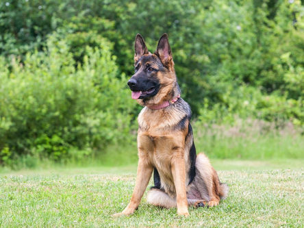 Deformidades ósseas em cães