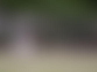 Doenças neuromusculares em cães