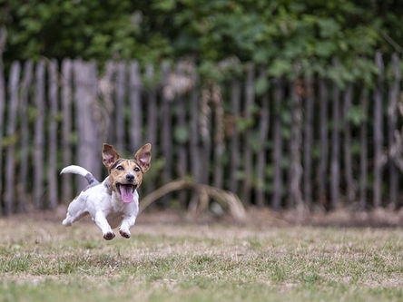 Doenças neuromusculares em cães