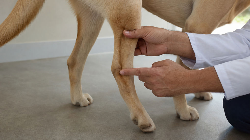 Médico-veterinário palpando o tendão calcâneo comum e o tarso de um cão Labrador em estação