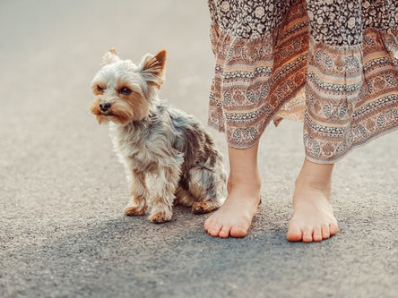 Luxação de patela em cães da raça Yorkshire