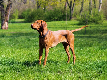 Músculo poplíteo em cães
