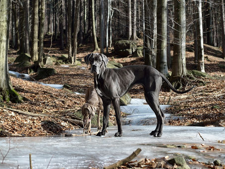 Como ajudar seu cão a se recuperar de uma lesão ortopédica
