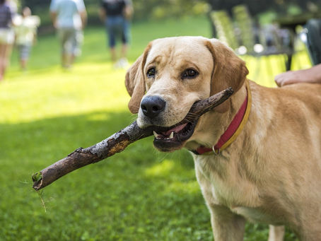 Banda de tensão em cães