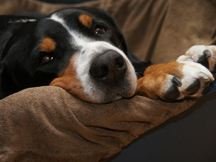 Cães escondem que estão com dor?