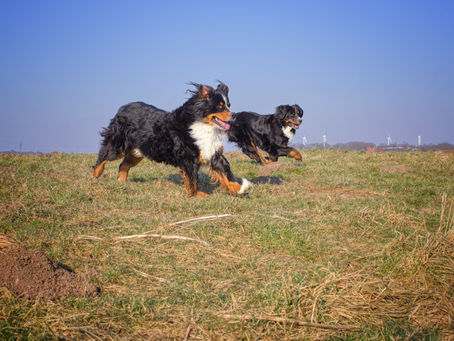 CTWO (Closing Tibial Wedge Osteotomy) em cães