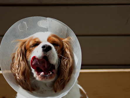 O que substitui a roupa cirúrgica para cachorro?