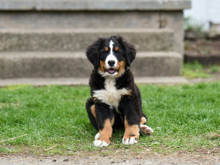 Displasia coxofemoral pode surgir em cães jovens?
