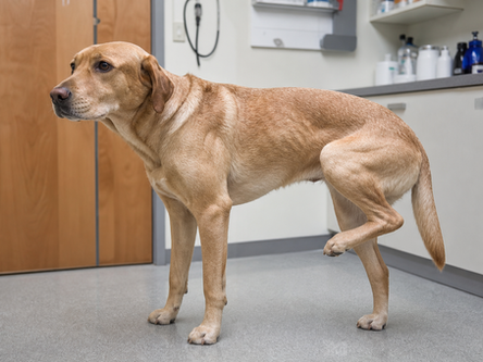 Fratura de patela em cães: por que o joelho perde o mecanismo extensor