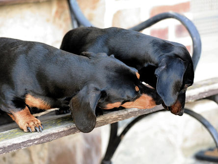 Hérnia de disco em cães da raça Dachshund