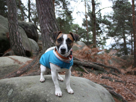 Dor crônica em cães: como identificar e tratar