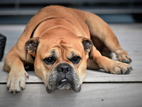 Botulismo em cães