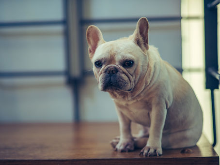 Tratamento para hérnia de disco em cães