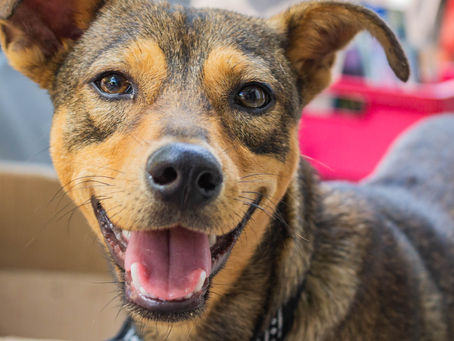 Veterinário especialista ou clínico geral: qual escolher?