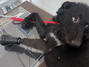 Can an amputee dog use a prosthesis? Learn about Vitória's case