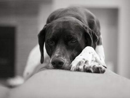 Cirurgias para correção de luxação de patela: O que esperar?