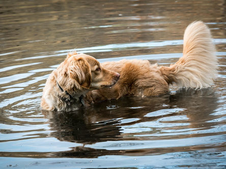 Vitamina B9 (Ácido fólico) em cães