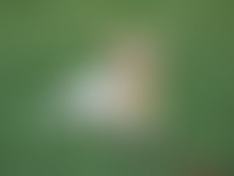 Fraturas de tíbia em cães e gatos