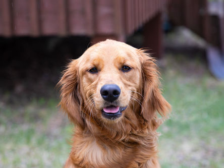 A osteotomia dupla de pelve para cães filhotes com displasia coxofemoral