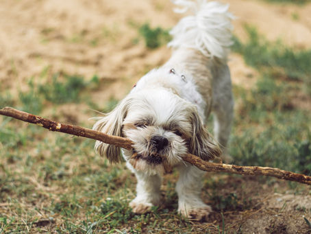 Pode dar remédio de humano para cães?
