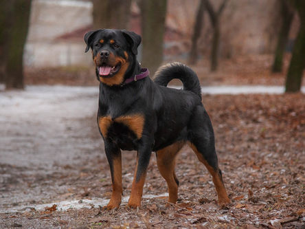 Fragmentação do processo coronóide medial da ulna em cães