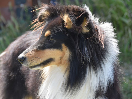 Ruptura do tendão de Aquiles (gastrocnêmio) em cães