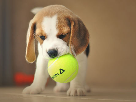 Creche para cães e cuidados com lesões ortopédicas