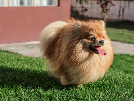 Meu cachorro não apoia a pata: é normal?