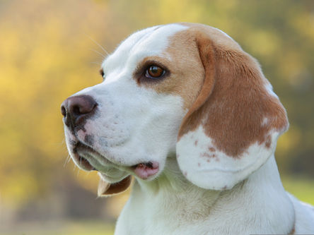 Cachorro mancando: Principais causas e como identificar o problema