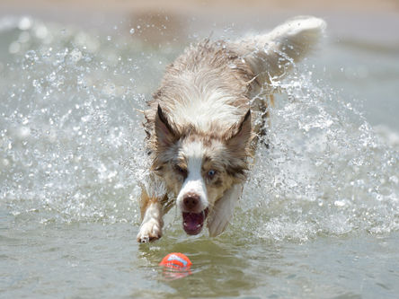 Cães com displasia coxofemoral sentem dor o tempo todo?