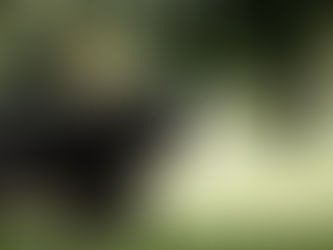 Quanto custa uma cirurgia ortopédica em cães: fatores que influenciam